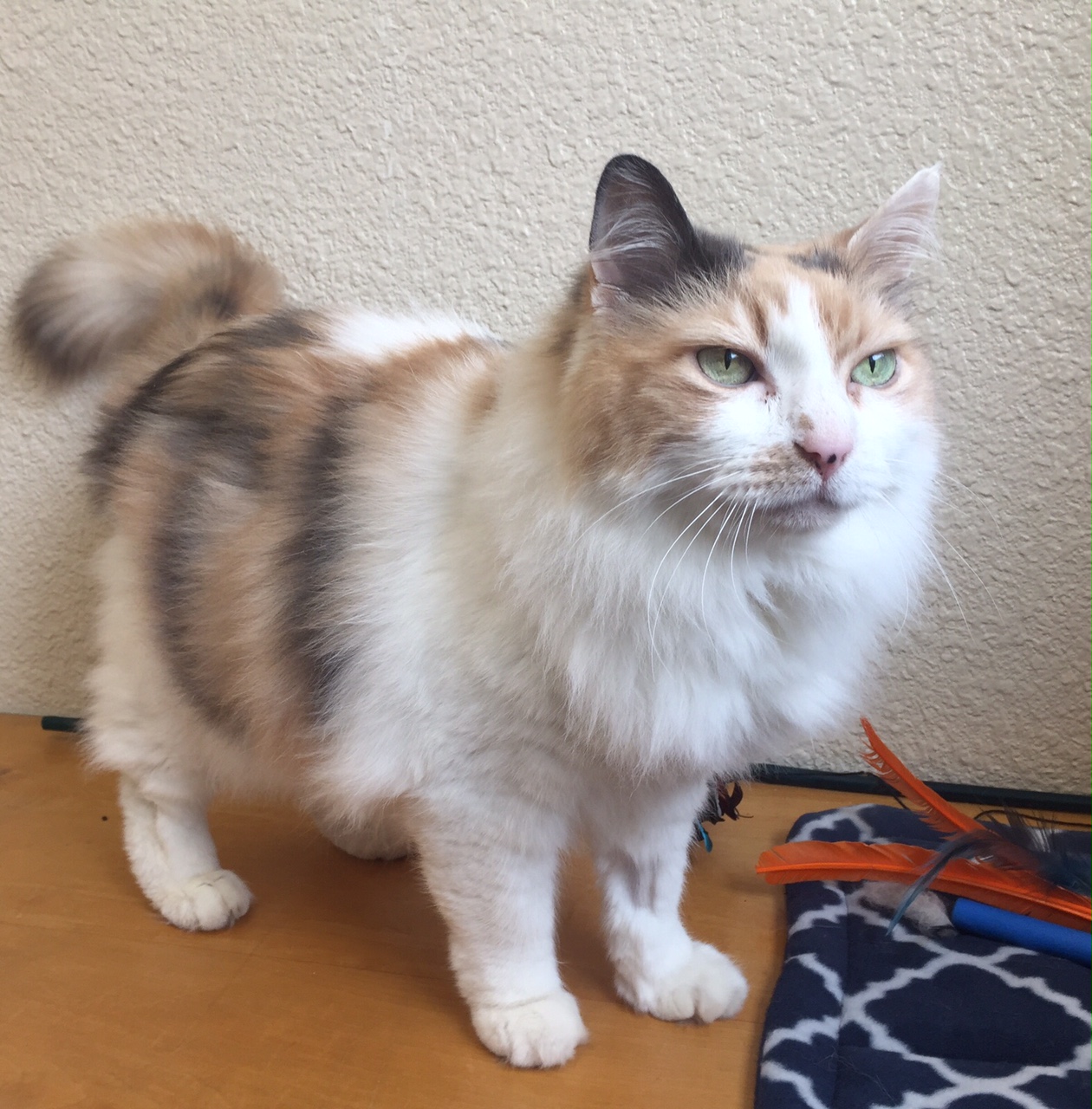 patricia the cat.jpeg